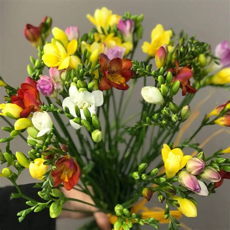 what is freesia scent.